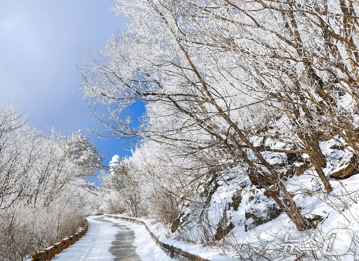 본문 이미지 - 소백산의 상고대.&#40;단양군 제공. 재판매 및 DB금지&#41; /뉴스1   