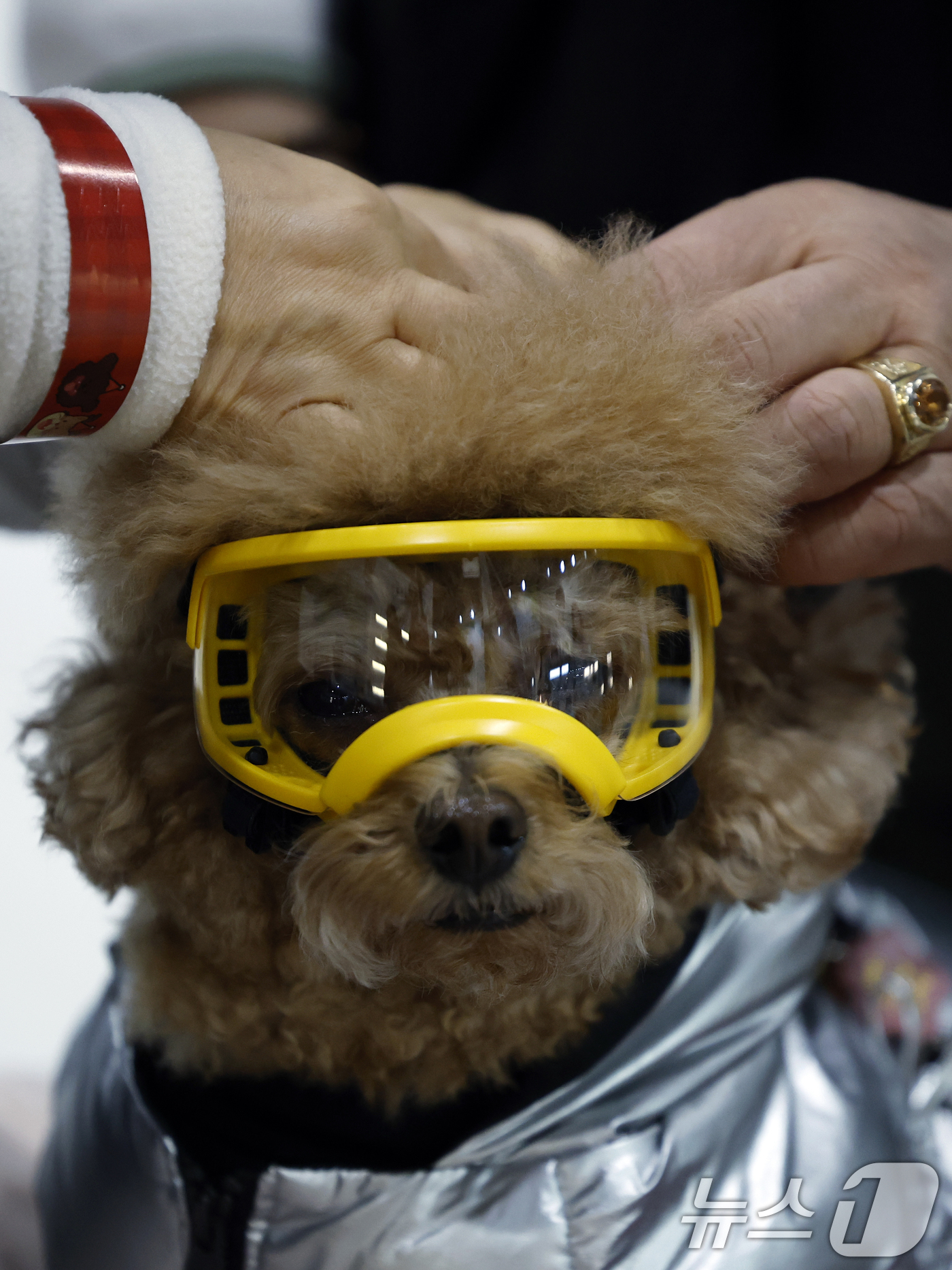 (서울=뉴스1) 박정호 기자 = 12일 서울 강남구 세텍(SETEC)에서 열린 크리스마스 서울펫쇼를 찾은 반려인들이 반려견에게 고글을 착용시키고 있다.  2025.12.12/뉴스1 …