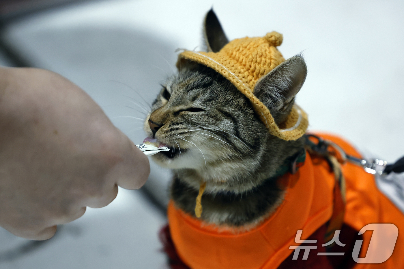 (서울=뉴스1) 박정호 기자 = 12일 서울 강남구 세텍(SETEC)에서 열린 크리스마스 서울펫쇼를 찾은 반려묘가 간식 부스에서 치즈 츄르를 맛보고 있다.  2025.12.12/뉴 …