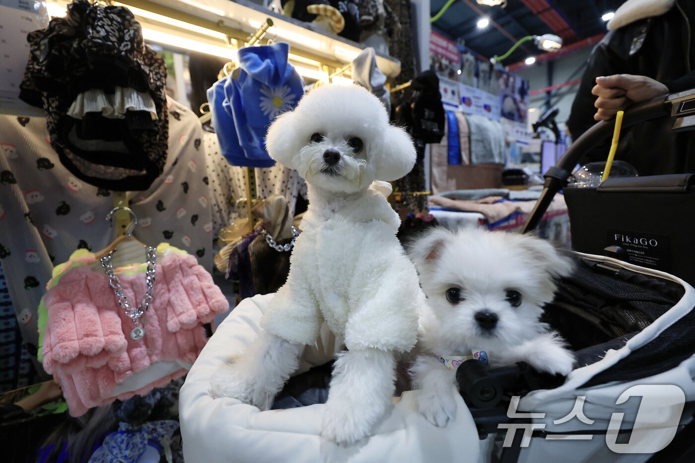 본문 이미지 - 반려동물 자료사진.ⓒ 뉴스1 박정호 기자