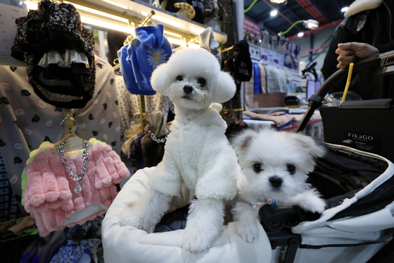 크리스마스 펫쇼 찾은 강아지들