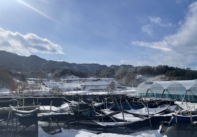 주말 중부내륙 중심 1~3㎝ 눈 예보…농진청 "농작물 피해 대비 철저"