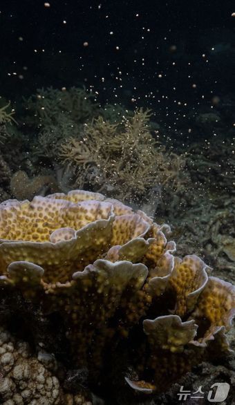 본문 이미지 - 산호가 산란하는 모습(퀸즐랜드주관광청 제공)