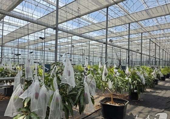 영천시 '아열대 스마트팜 단지' 준공…"재배기술 표준화"