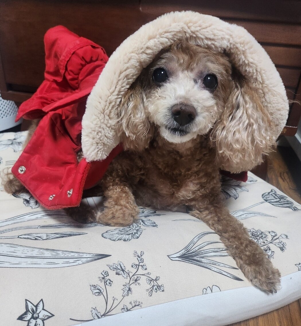 본문 이미지 - 어기구 농림축산식품해양수산위원회 위원장 반려견 &#39;어수선&#39;&#40;의원실 제공&#41; ⓒ 뉴스1