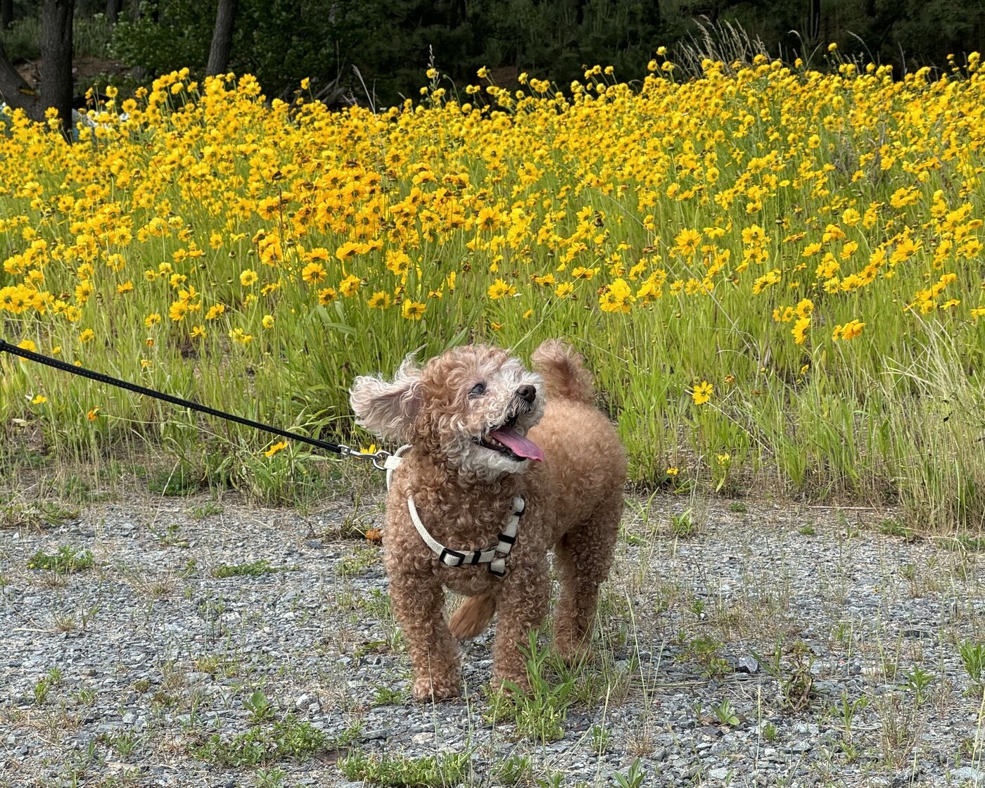 본문 이미지 - 어기구 국회의원 반려견 &#39;어수선&#39;&#40;의원실 제공&#41; ⓒ 뉴스1