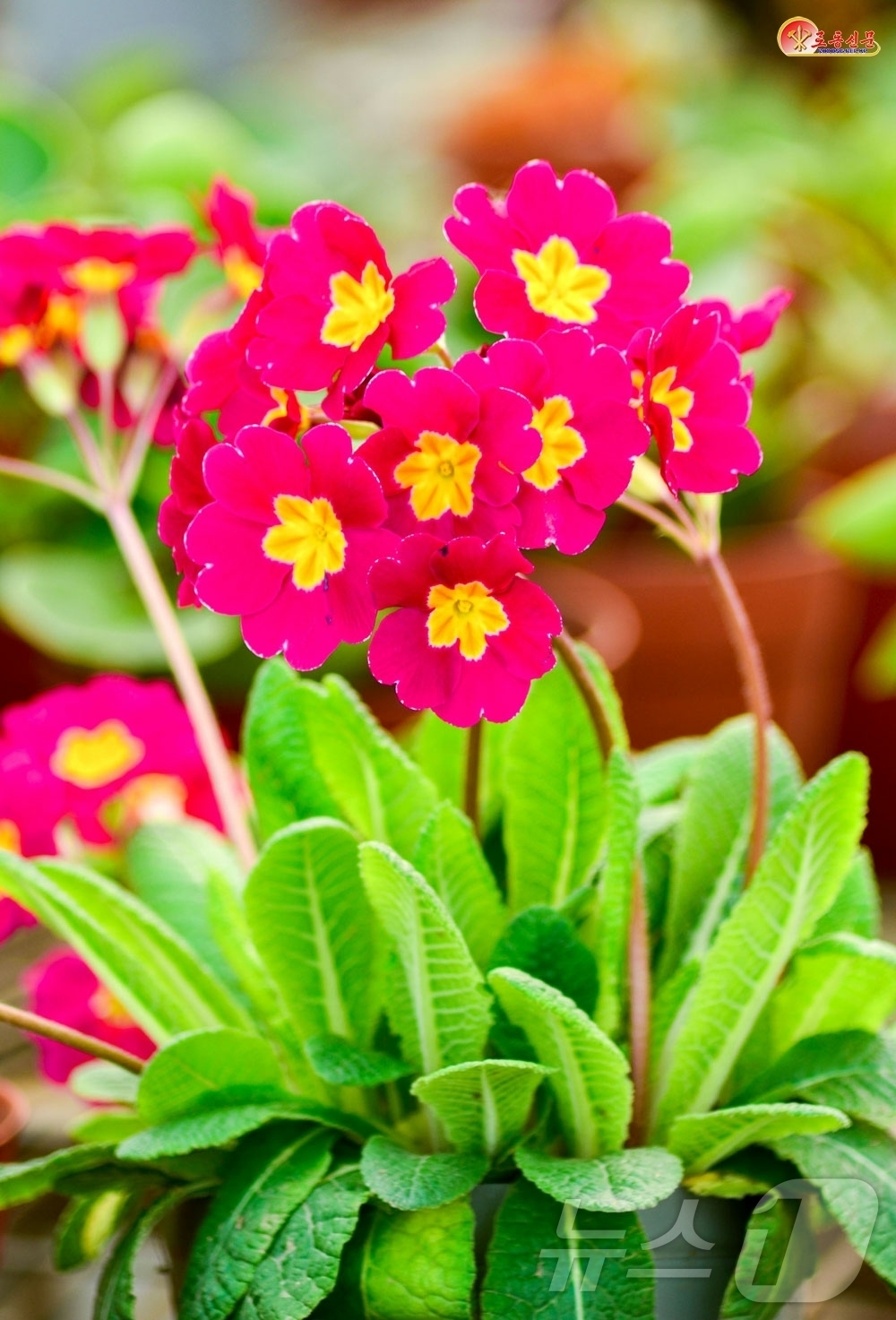 (평양 노동신문=뉴스1) = 북한 노동당 기관지 노동신문은 14일 효성화를 조명하며 "수십년 전 원산농업대학의 연구로 장군님이 탄생하신 2월에도 꽃을 피울 수 있는 재배 방법을 터 …