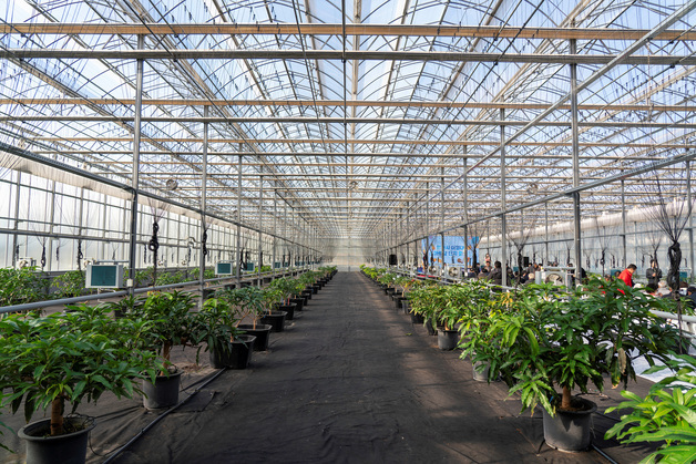 영천 '아열대 스마트팜단지' 본격 가동…기후 변화 대비 조성