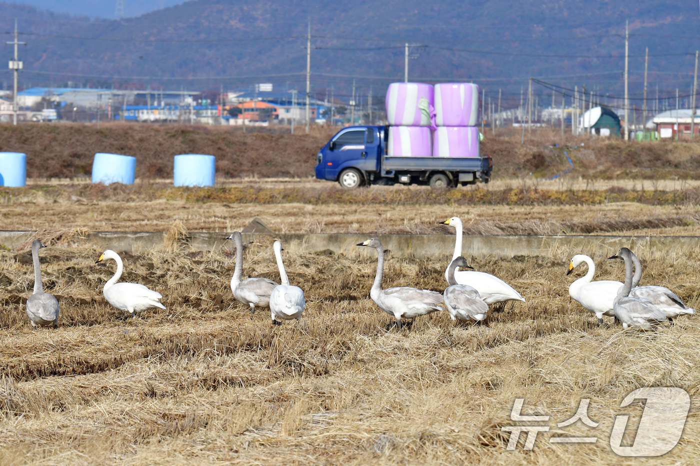 (포항=뉴스1) 최창호 기자 = 14일 경북 포항시 북구 흥해읍 들녘에서 천연기념물 201-2호인 큰고니들이 먹잇감을 찾아 다니고 있다.  2025.12.14/뉴스1