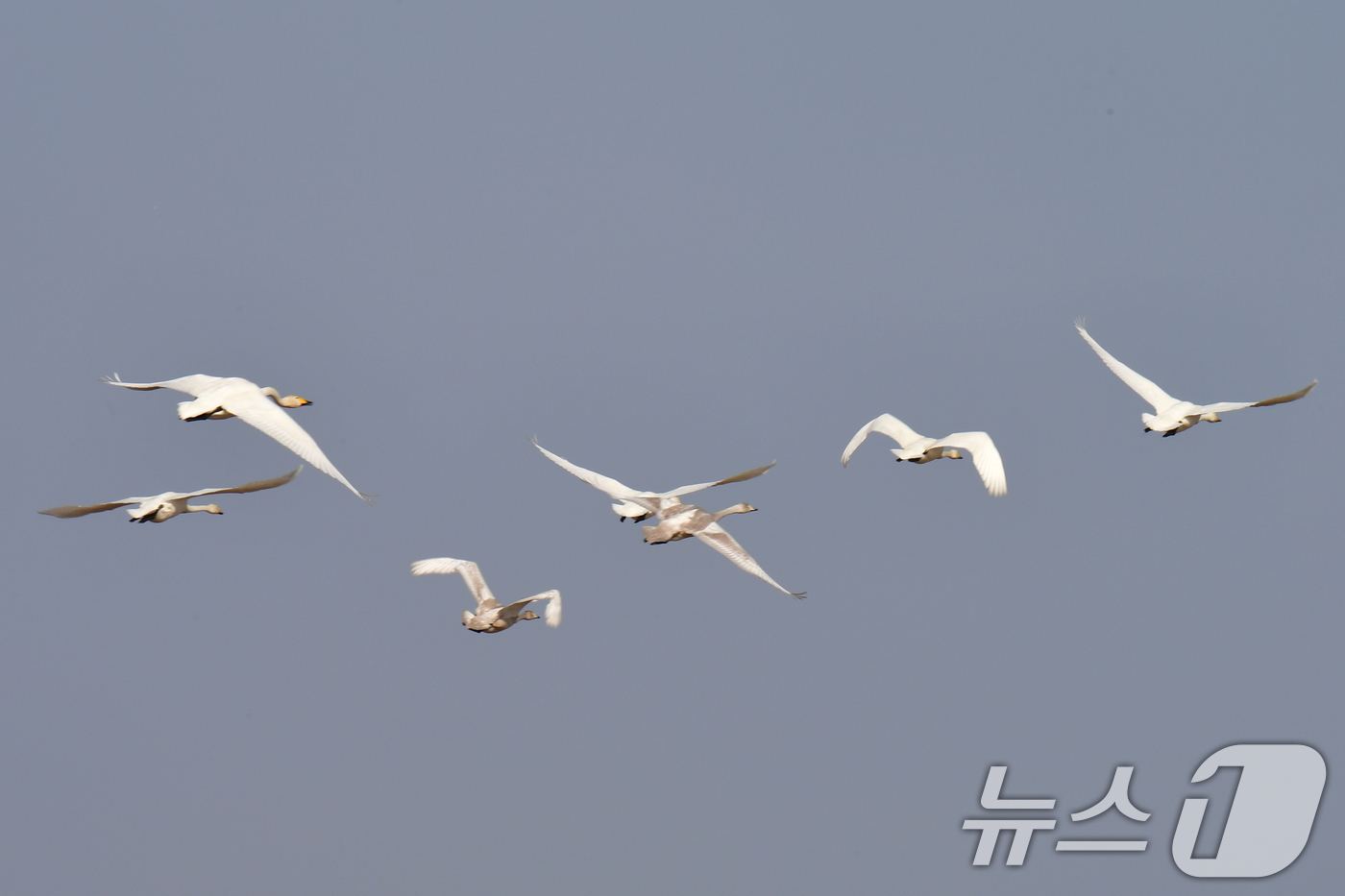 (포항=뉴스1) 최창호 기자 = 14일 경북 포항시 북구 흥해읍 들녘 위로 천연기념물 201-2호인 큰고니무리가 날아가고 있다.  2025.12.14/뉴스1