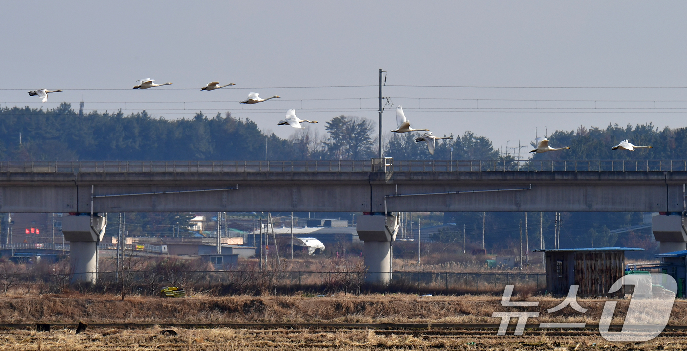 (포항=뉴스1) 최창호 기자 = 14일 경북 포항시 북구 흥해읍 들녘 위로 천연기념물 201-2호인 큰고니무리가 날아가고 있다. 2025.12.14/뉴스1