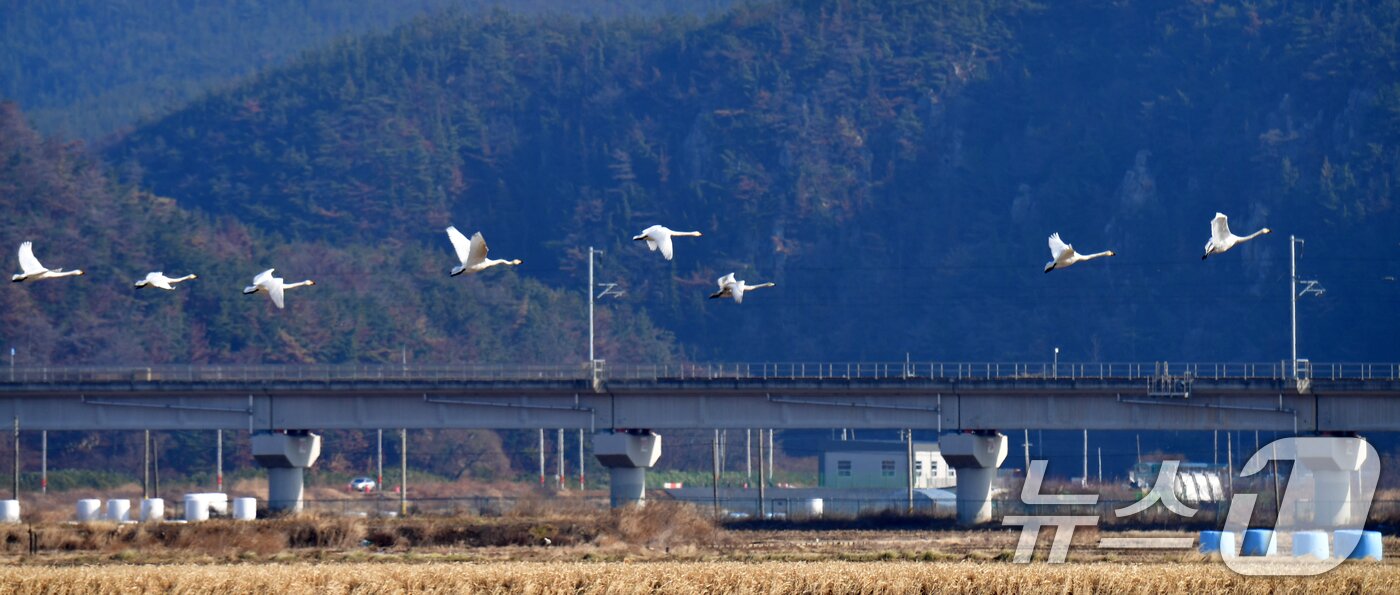 본문 이미지 - 14일 경북 포항시 북구 흥해읍에 천연기념물 201-2호인 큰고니들이 날고 있다. 2025.12.14/뉴스1 ⓒ News1 최창호 기자