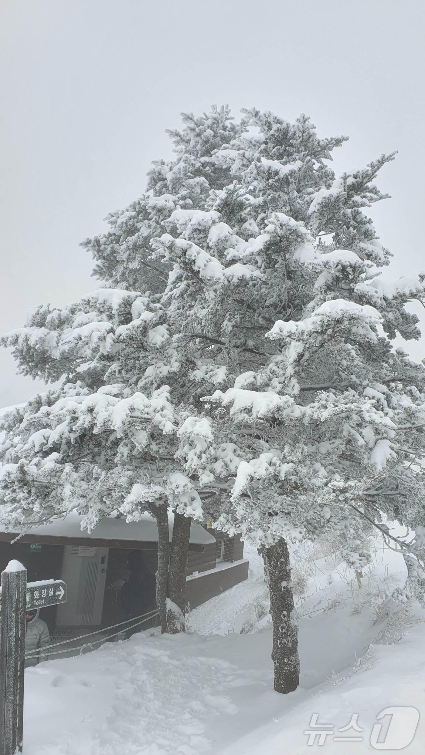 (무주=뉴스1) 장수인 기자 = 14일 전북 무주군 덕유산 향적봉 한 나무에 눈이 쌓여 있다. (덕유산국립공원사무소 제공. 재판매 및 DB금지) 2025.12.14/뉴스1