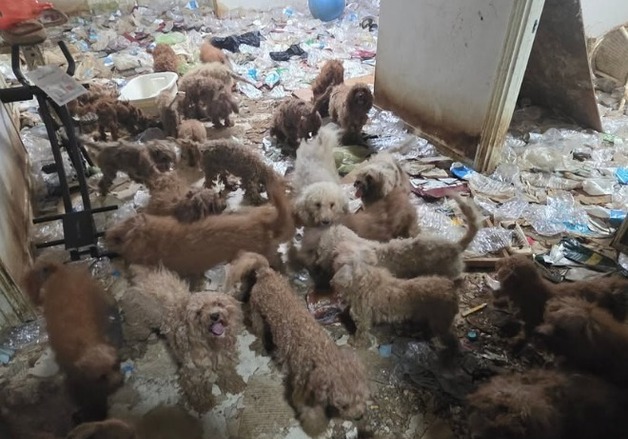 쓰레기 더미서 구조된 푸들, 케어동물의료센터서 의료지원·입양