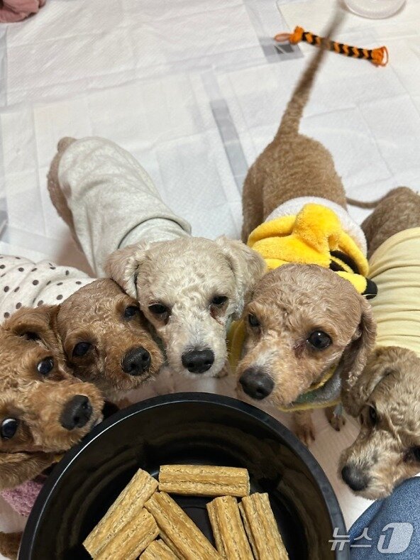 본문 이미지 - 쓰레기 더미에서 구조돼 동물병원에서 치료 받은 푸들 강아지들(케어동물의료센터 제공) ⓒ 뉴스1