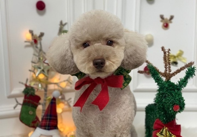 발작 증상 보인 반려견, 뇌종양이었다…이안, 고난도 재수술 성공