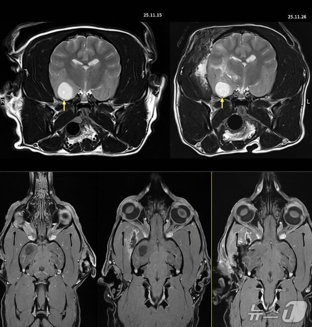 본문 이미지 - 뇌 수술을 받은 반려견(이안동물신경센터 제공) ⓒ 뉴스1