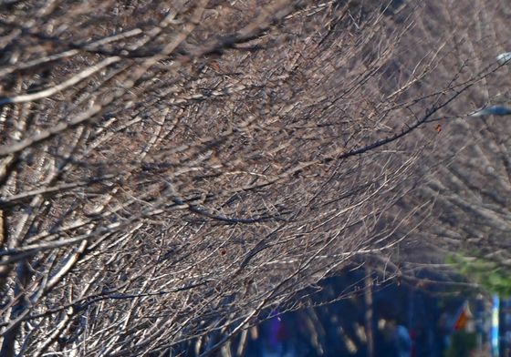 동장군 찾아온 철길 숲