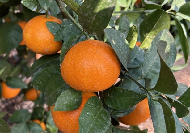 색·맛·수량성 모두 잡은 감귤 '미래향'…만감류 시장 진입 본격화