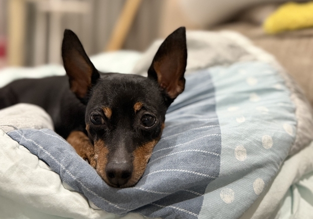 "전에 키우던 반려견과 안 닮았다"…재유기 된 미니핀[가족의발견(犬)]