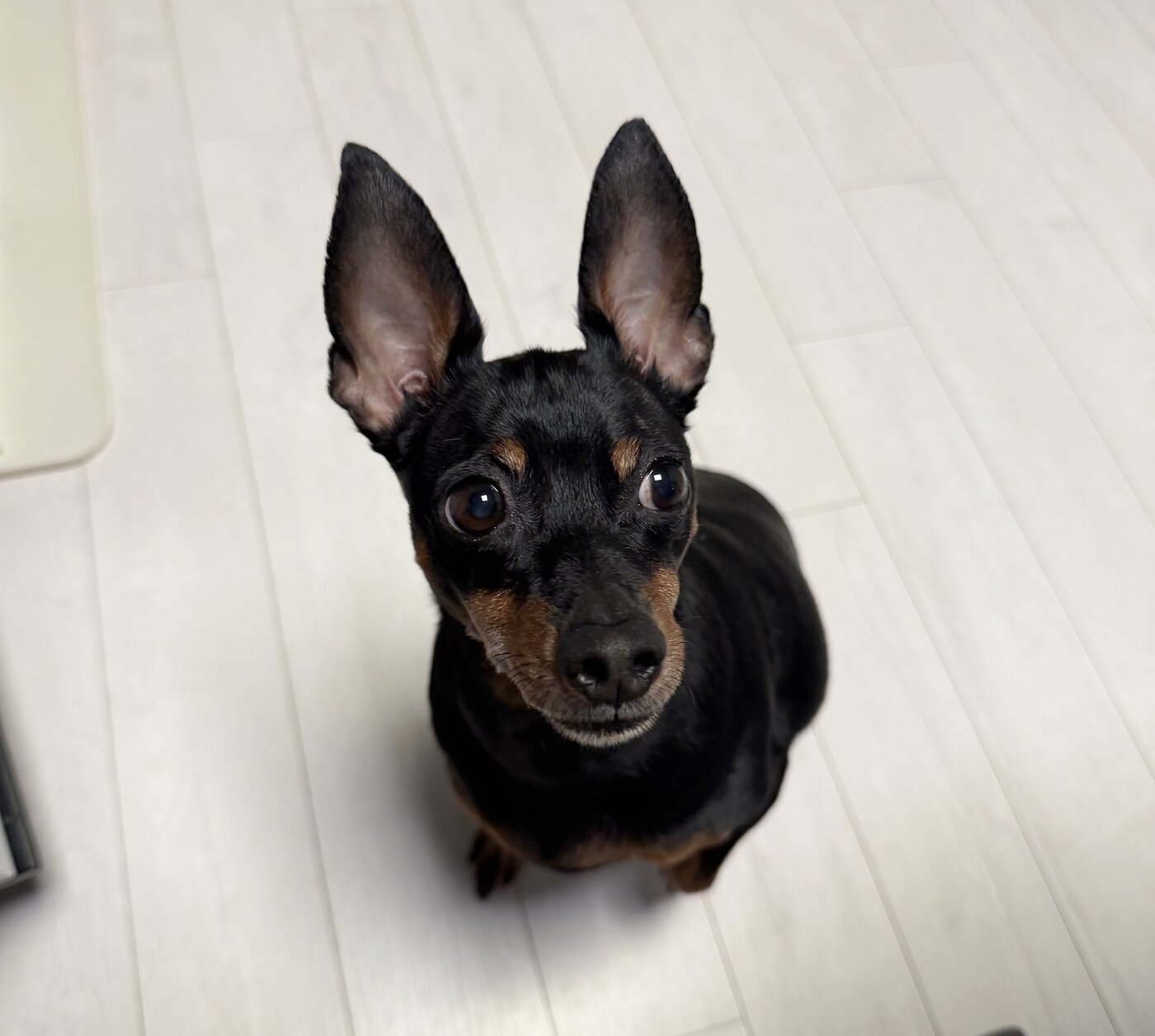 본문 이미지 - 전 보호자는 "자신이 키우던 개와 얼굴은 닮았지만 성격이 다르다"는 핑계를 댔다(제보자 제공). ⓒ 뉴스1