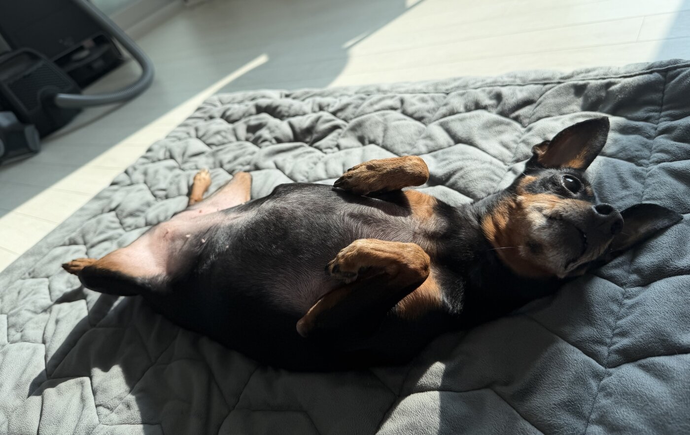 본문 이미지 - 이 씨의 보살핌 속에 까미는 점차 안정을 찾았다(제보자 제공). ⓒ 뉴스1