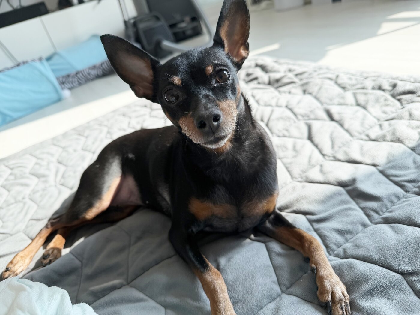 본문 이미지 - 평생 가족을 기다리는 '까미'(제보자 제공) ⓒ 뉴스1