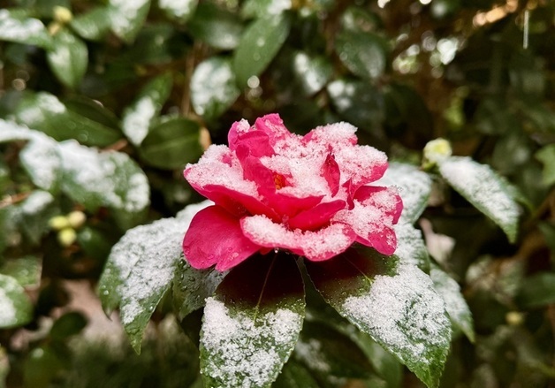 신안 '섬 겨울꽃 축제' 19일 개막…4000만송이 애기동백꽃 향연