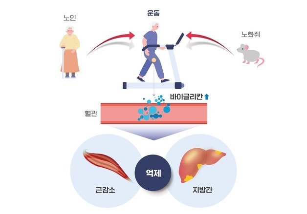 운동해야 나오는 근육호르몬, 노화로 인한 지방간 완화에도 '효과'