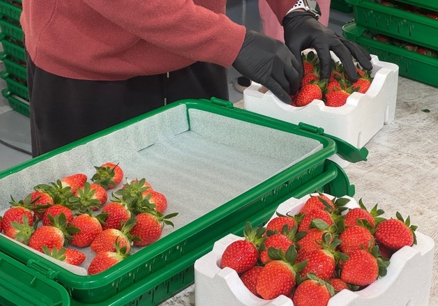 새콤달콤 '양구 딸기' 본격 출하…올해 생산량 약 135톤