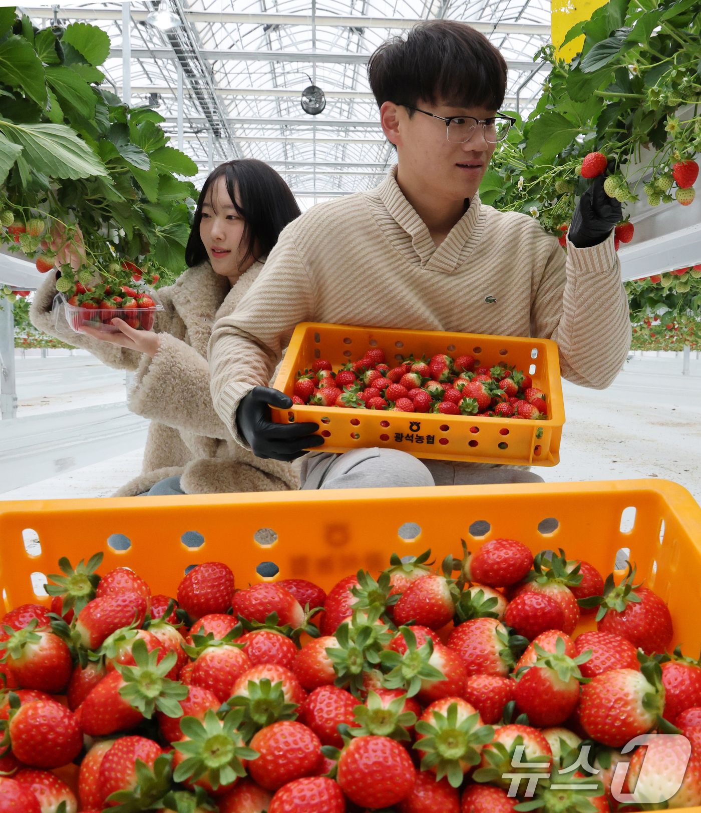 (대전=뉴스1) 김기태 기자 = 16일 대전 유성구 성북동 유성구스마트팜에서 장인호 대표가 딸기 수확을 하고 있다.유성구 스마트팜은 성북동 일원 약 1500㎡ 규모에 조성됐다. 이 …