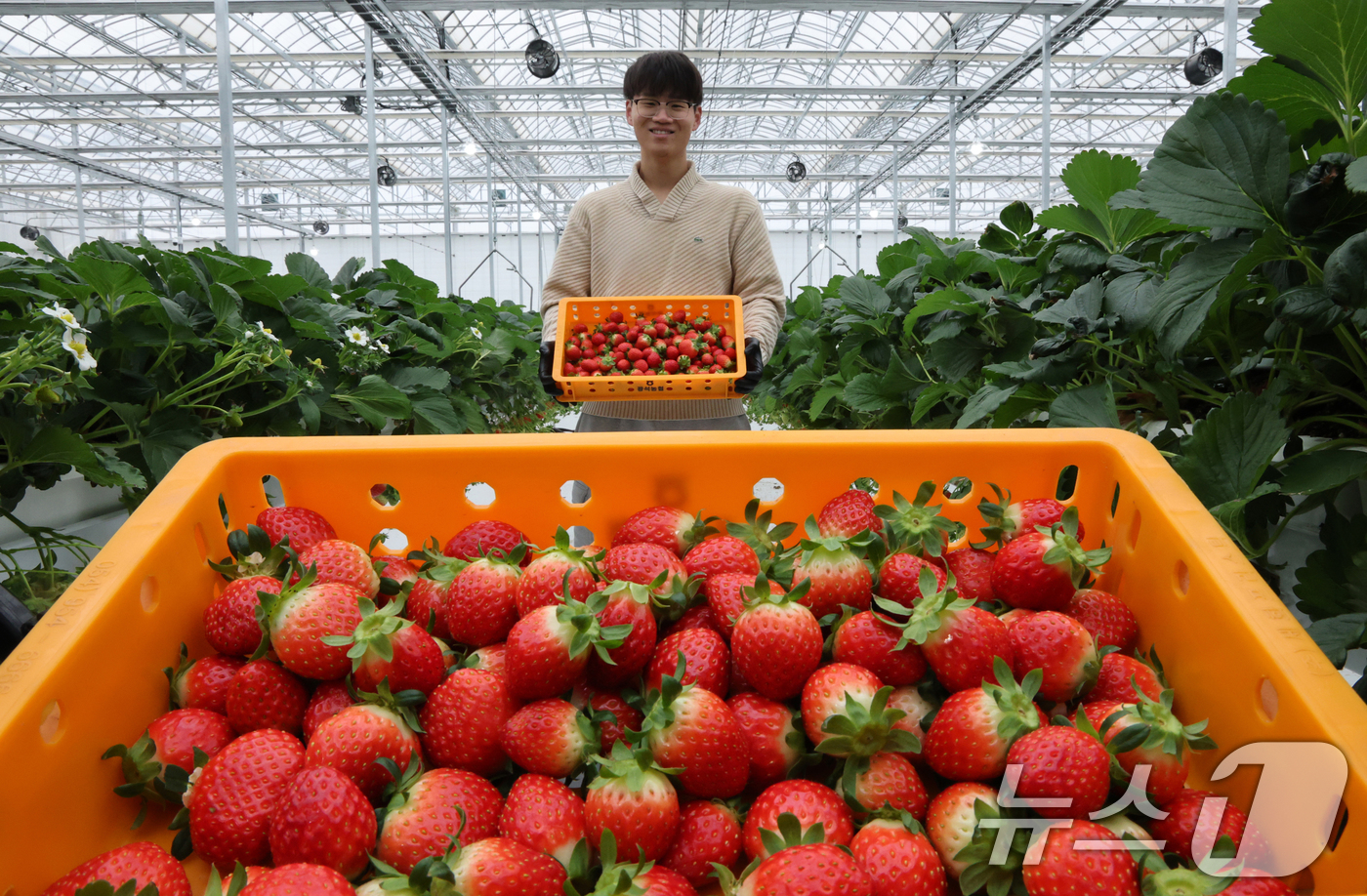 (대전=뉴스1) 김기태 기자 = 16일 대전 유성구 성북동 유성구스마트팜에서 장인호 대표가 딸기 수확을 하고 있다.유성구 스마트팜은 성북동 일원 약 1500㎡ 규모에 조성됐다. 이 …