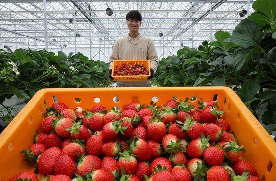 스마트팜 딸기 수확