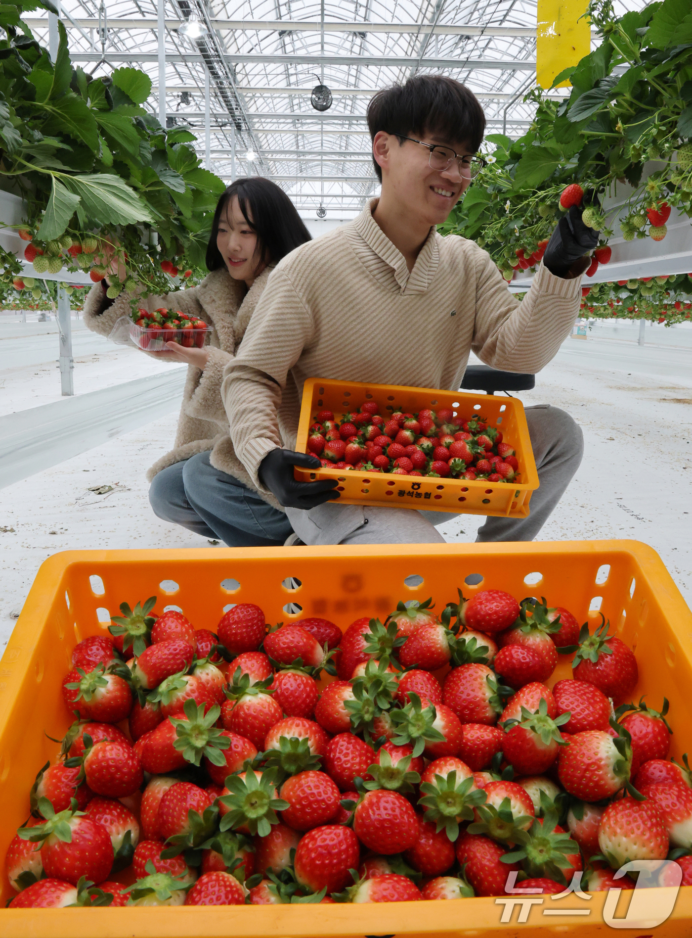 (대전=뉴스1) 김기태 기자 = 16일 대전 유성구 성북동 유성구스마트팜에서 장인호 대표가 딸기 수확을 하고 있다.유성구 스마트팜은 성북동 일원 약 1500㎡ 규모에 조성됐다. 이 …