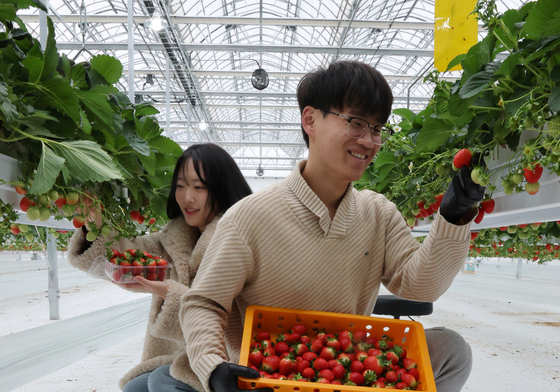 유성구스마트팜 딸기 수확