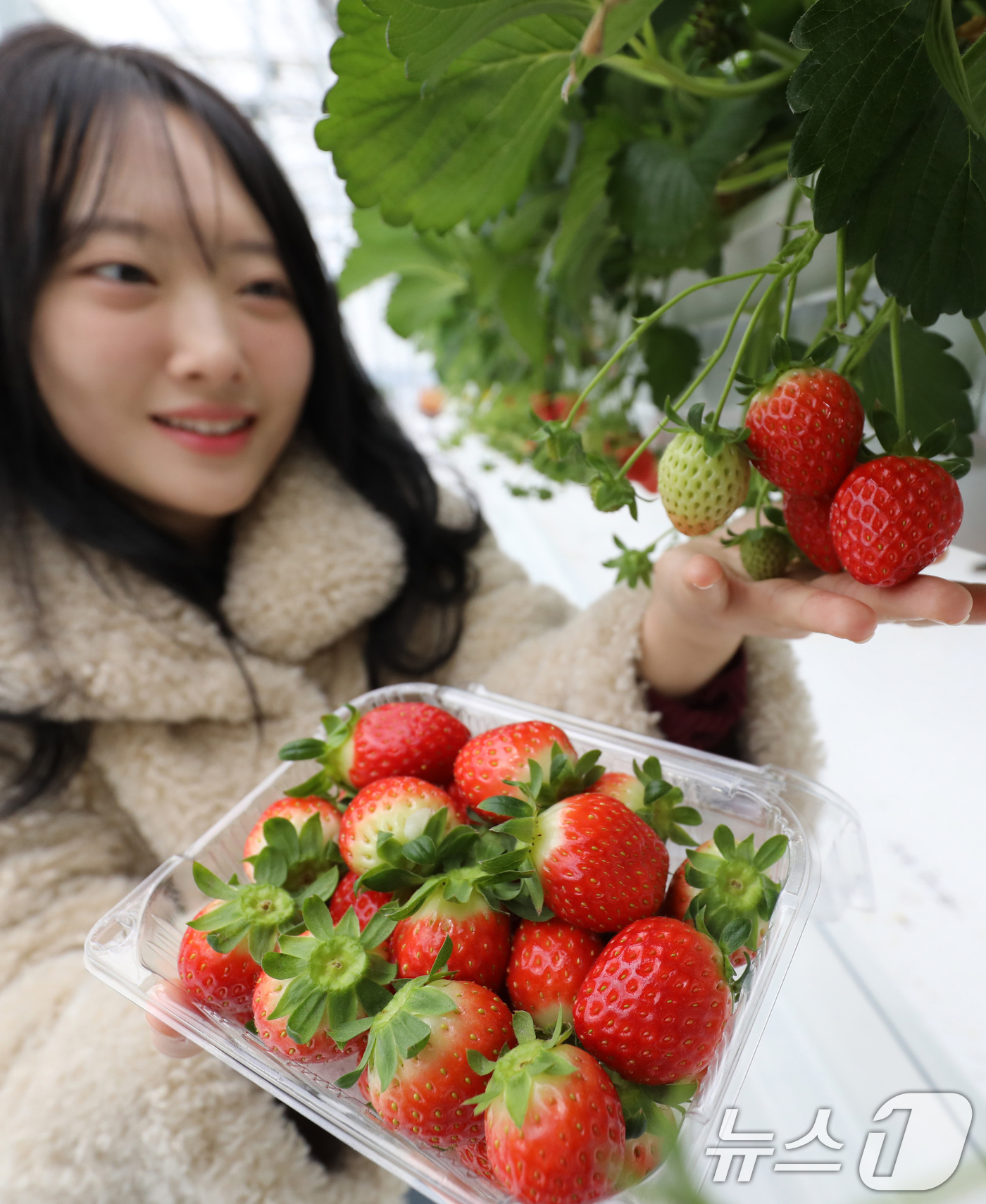 (대전=뉴스1) 김기태 기자 = 16일 대전 유성구 성북동 유성구스마트팜에서 농장 관계자가 딸기 수확을 하고 있다.유성구 스마트팜은 성북동 일원 약 1500㎡ 규모에 조성됐다. 이 …