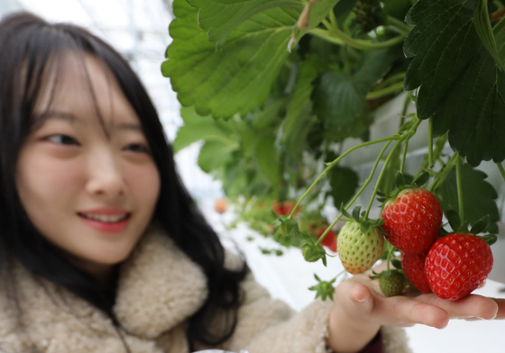 스마트한 딸기 수확