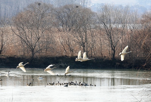 창원시, '고병원성 AI 발생' 주남저수지 16일부터 출입 통제 해제