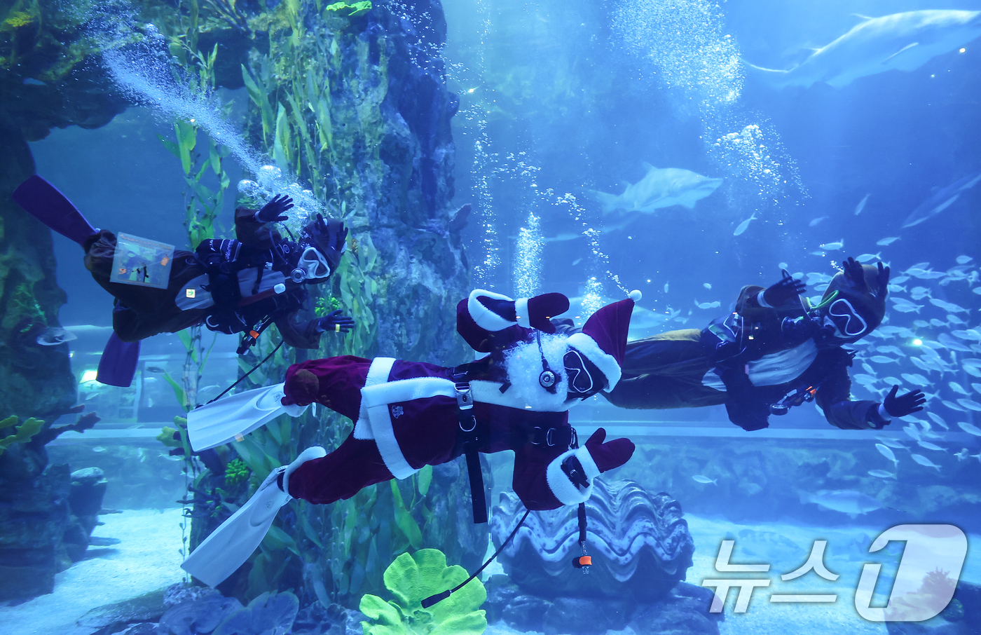 (서울=뉴스1) 김도우 기자 = 16일 서울 송파구 롯데월드 아쿠아리움 메인수조에서 산타와 루돌프 복장을 한 아쿠아리스트들 방문객을 향해 인사하고 있다.롯데월드 아쿠아리움은 크리스 …