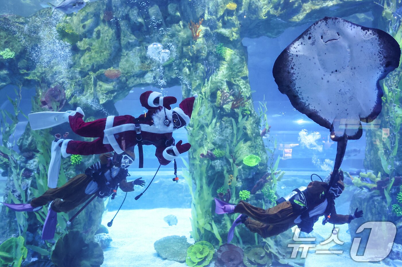 본문 이미지 - 16일 서울 송파구 롯데월드 아쿠아리움 메인수조에서 산타와 루돌프 복장을 한 아쿠아리스트들 방문객을 향해 인사하고 있다. 2025.12.16/뉴스1 ⓒ News1 김도우 기자