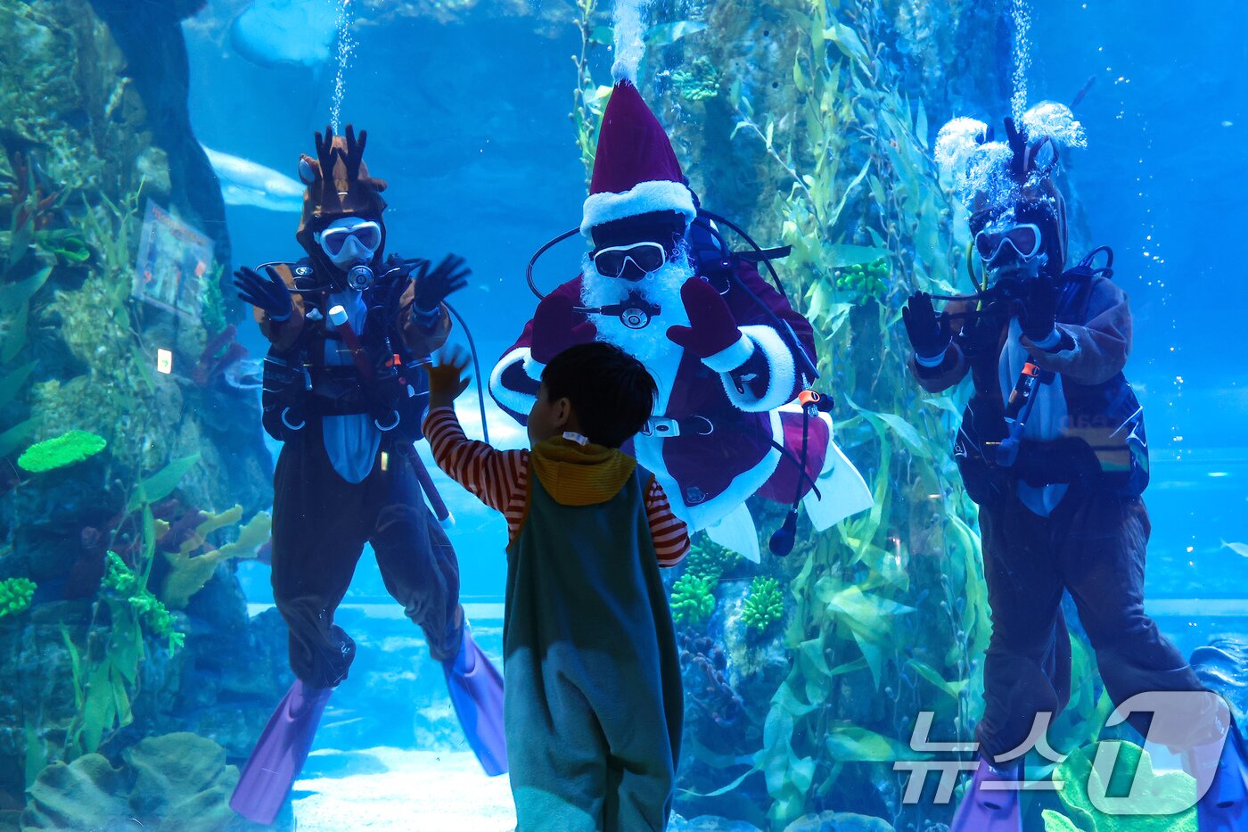 본문 이미지 - 16일 서울 송파구 롯데월드 아쿠아리움 메인수조에서 산타와 루돌프 복장을 한 아쿠아리스트들 방문객을 향해 인사하고 있다. 2025.12.16/뉴스1 ⓒ News1 김도우 기자