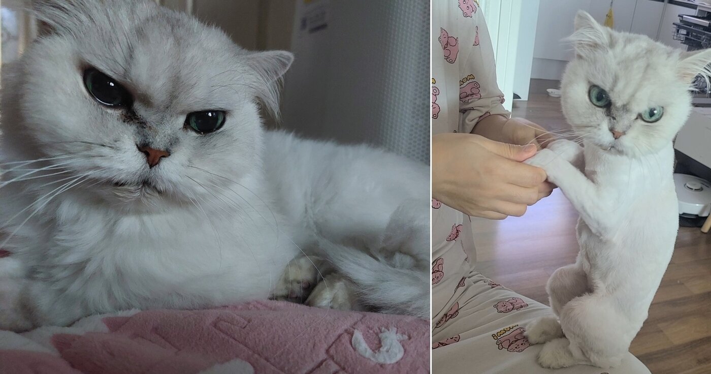 본문 이미지 - 심철현 스카이동물의료센터 원장의 반려묘 '달자'(병원 제공) ⓒ 뉴스1