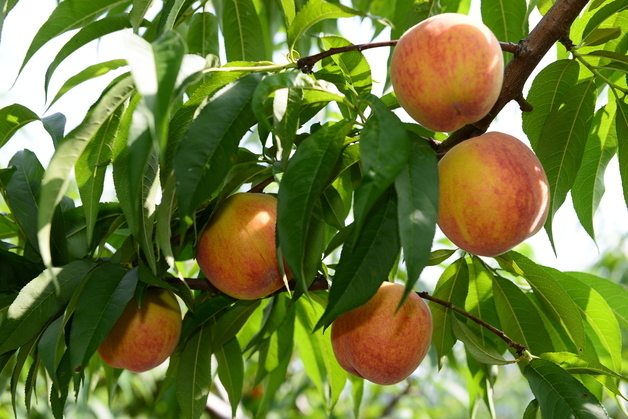 청도복숭아연구소, '홍백·주월황도' 7년간 3만7000주 농가 보급