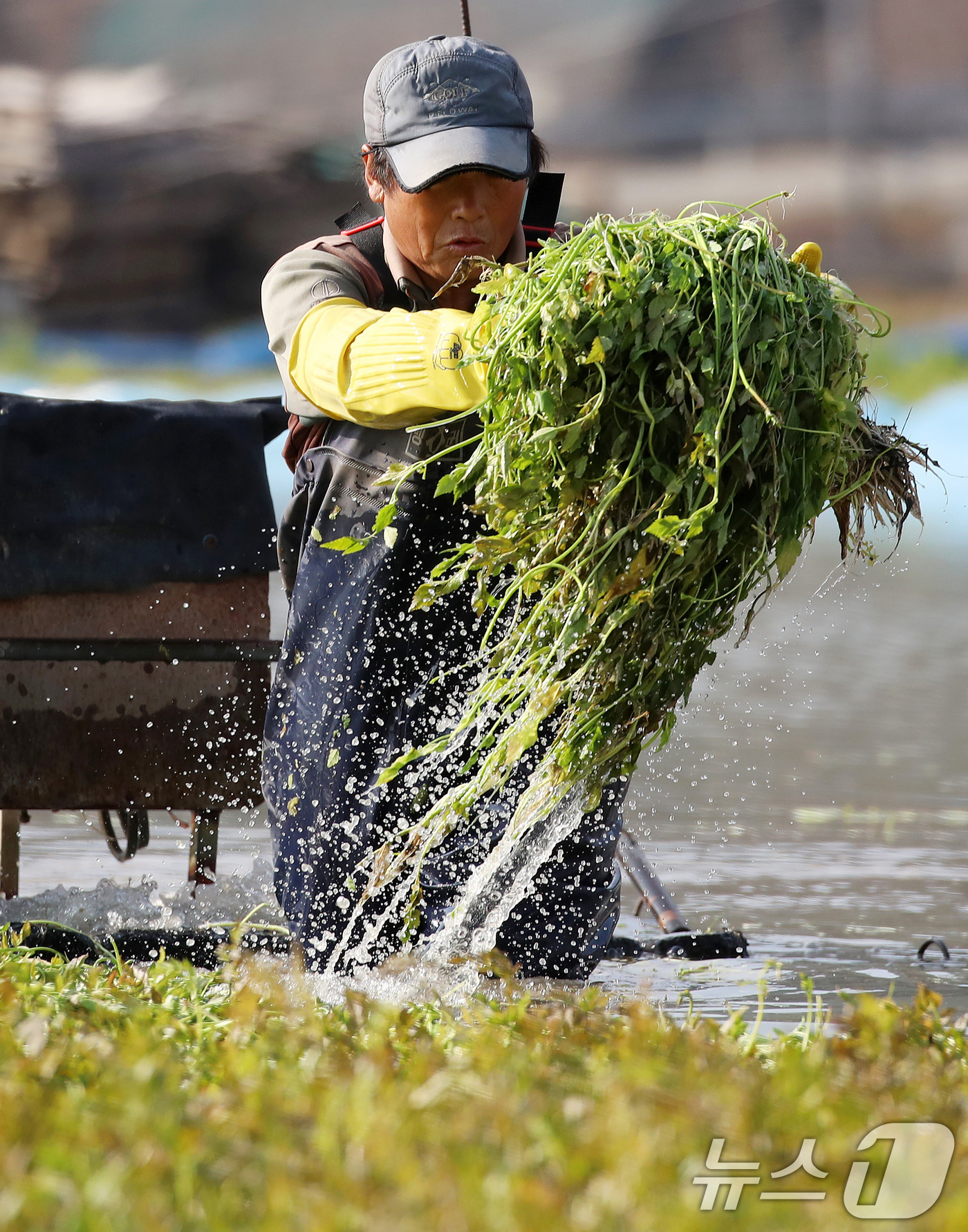 (부산=뉴스1) 윤일지 기자 = 17일 부산 기장군 철마면의 한 미나리꽝에서 농민이 겨울철 입맛을 돋우는 미나리를 수확하고 있다.  2025.12.17/뉴스1