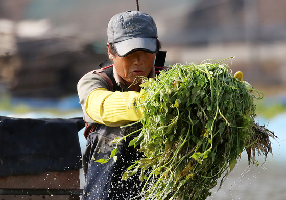 향긋한 미나리 수확