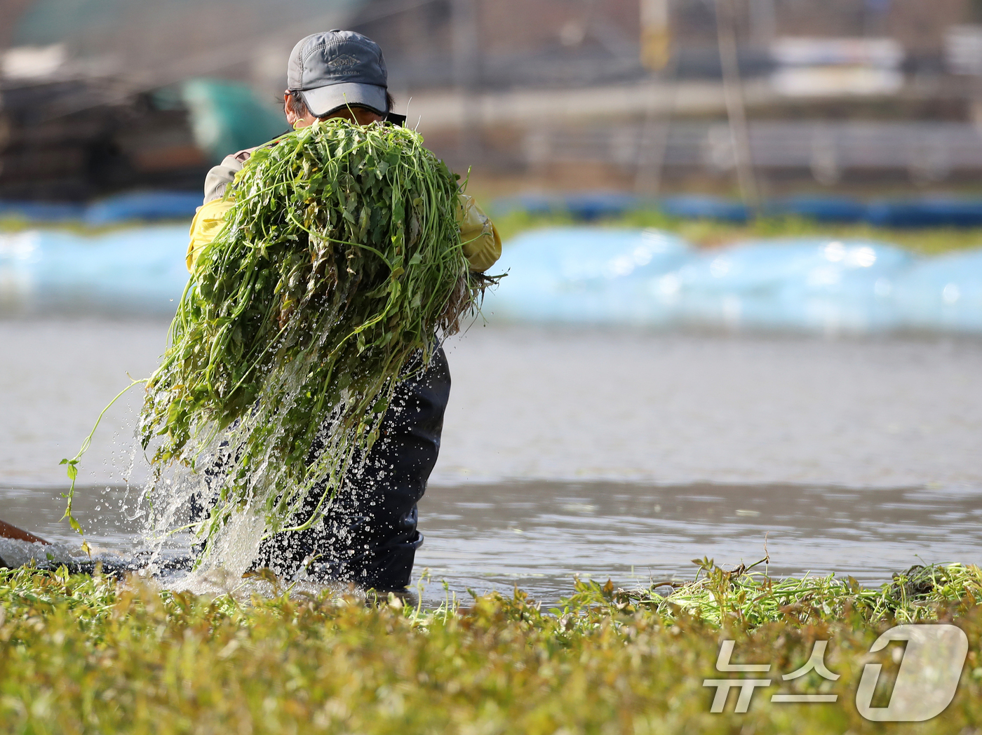 (부산=뉴스1) 윤일지 기자 = 17일 부산 기장군 철마면의 한 미나리꽝에서 농민이 겨울철 입맛을 돋우는 미나리를 수확하고 있다.  2025.12.17/뉴스1