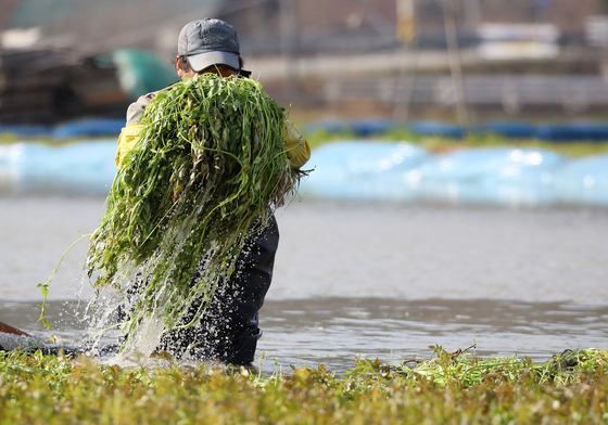'싱싱한 미나리 수확'