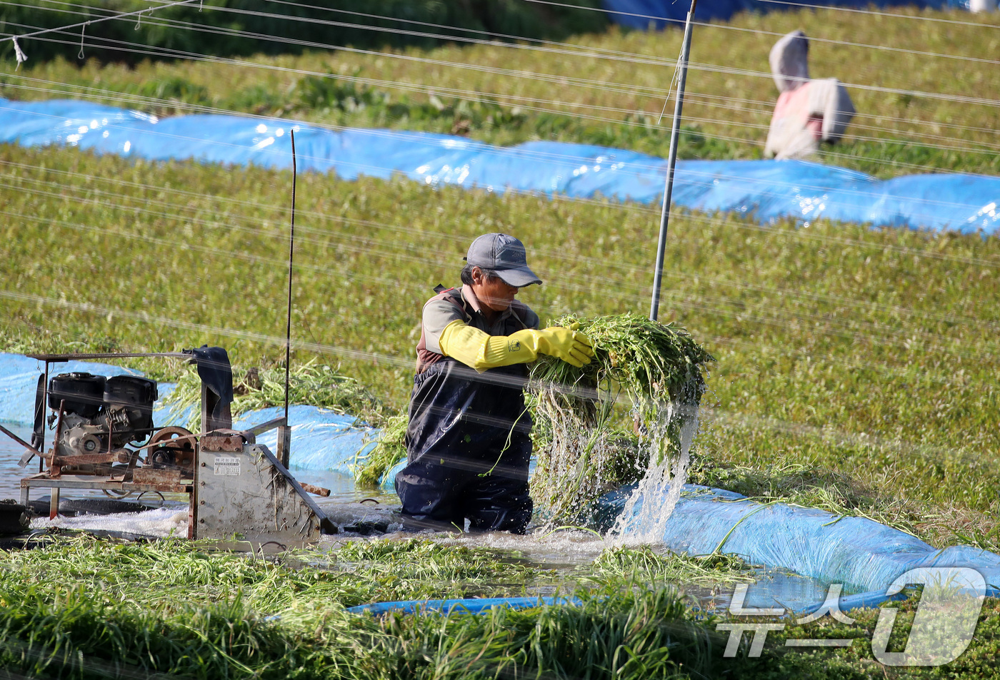 (부산=뉴스1) 윤일지 기자 = 17일 부산 기장군 철마면의 한 미나리꽝에서 농민이 겨울철 입맛을 돋우는 미나리를 수확하고 있다.  2025.12.17/뉴스1