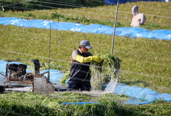 향긋한 철마 미나리 수확