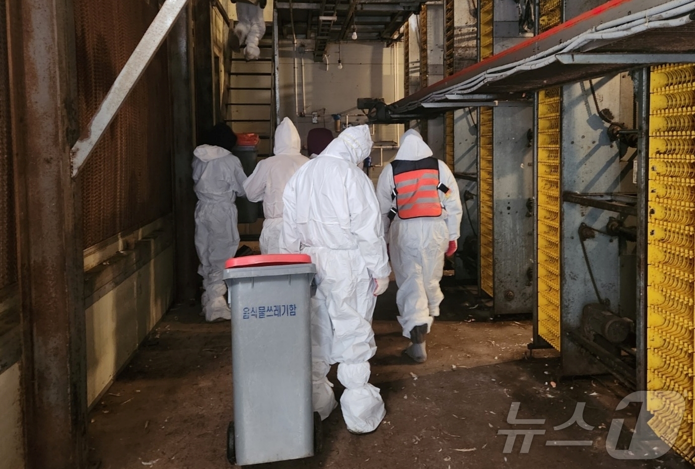 (괴산=뉴스1) 이성기 기자 = 17일 충북 괴산 산란계 농장에서 고병원성 조류인플루엔자(AI)가 발생해 방역당국이 매몰처분 작업을 벌이고 있다.(괴산군 제공).2025.12.17 …